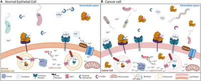 Understanding the Potential and Risk of Bacterial Siderophores in Cancer